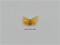 藏品(夜蛾495)的圖片